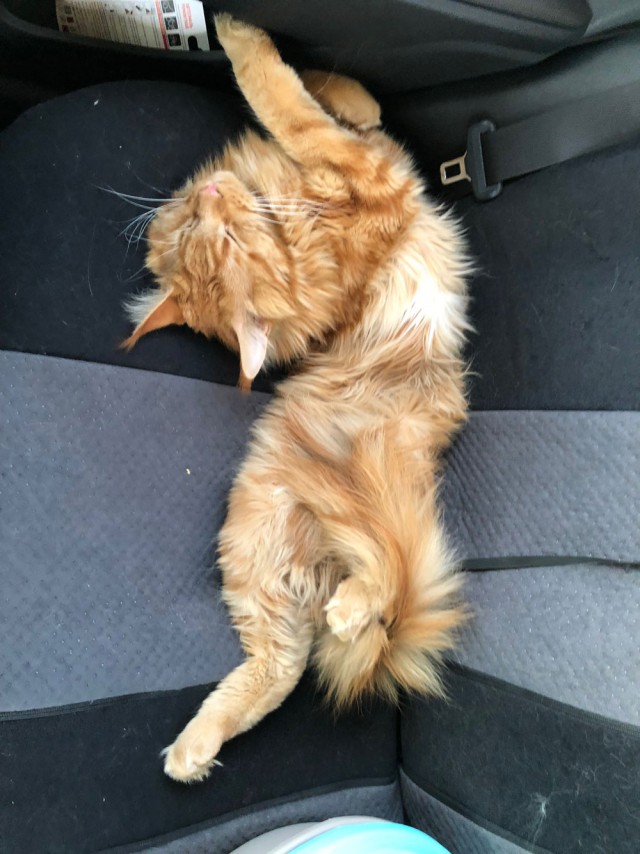 Кот терпит. Кот на заднем сидении. Машина путешествия котики. Путешествие с котом на машине.