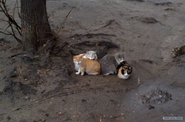 Котовторник!