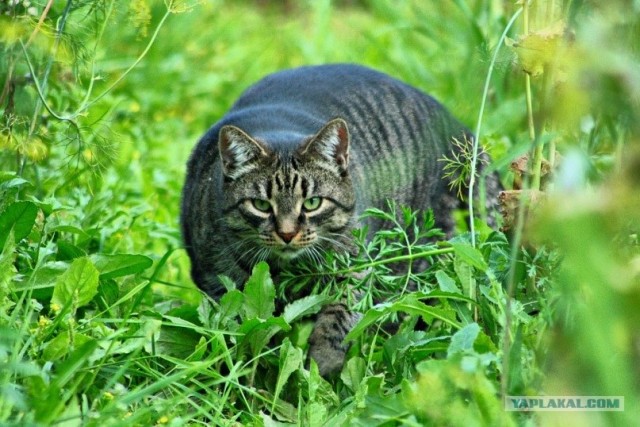 Профессиональный котовторник