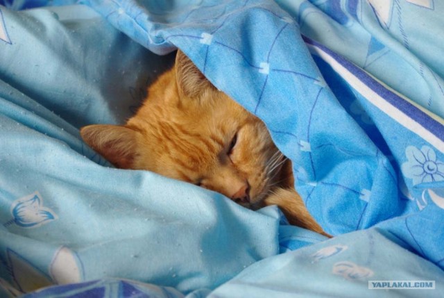 Первый котовторник октября