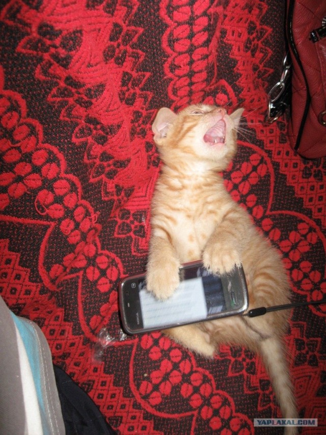 Котовторник так котовторник!