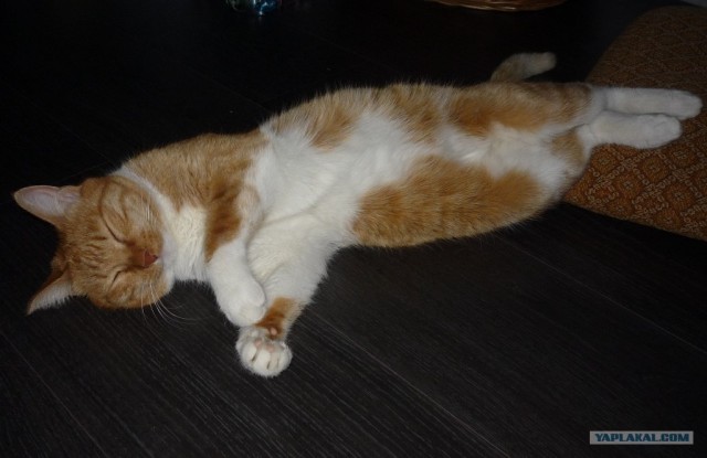 Котовторник (10.01.2012)