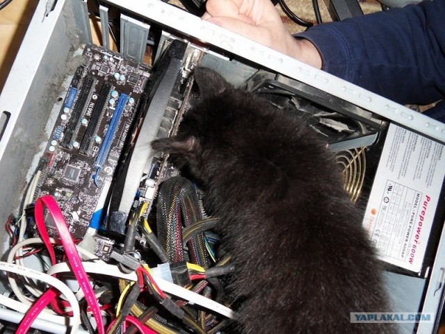 Котовторник 1 мая 2012