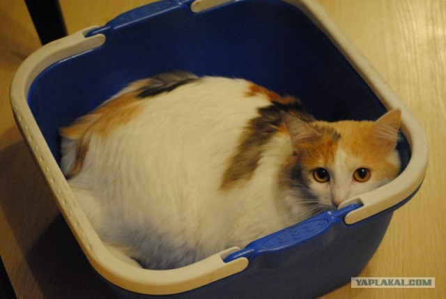 Котовторник на 26.06.12