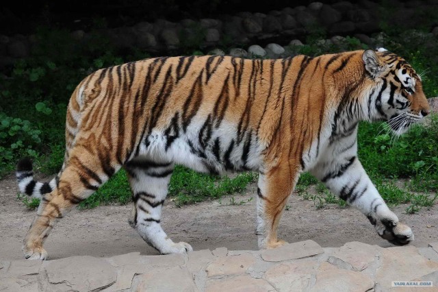 Котовторник 10. 07. 2012