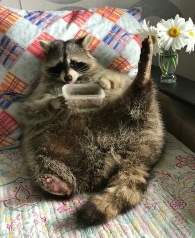 Живность из сети