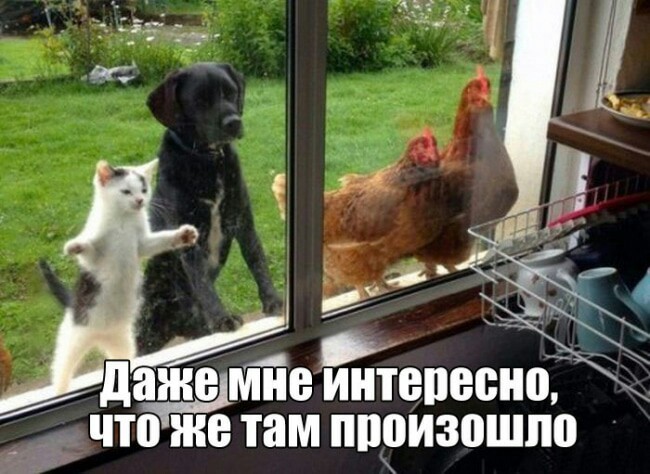 Картинки с надписями и без