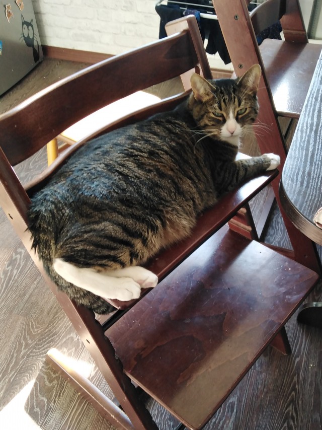 Давайте по котикам, которые с нами на самоизоляции