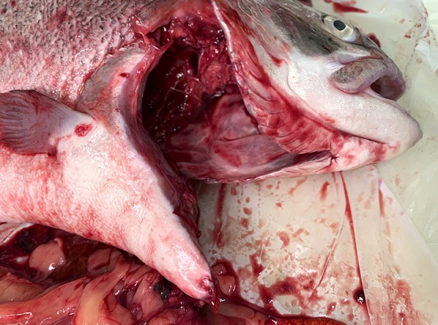 Слушай, я тебе один умный вещь скажу, только ты не обижайся