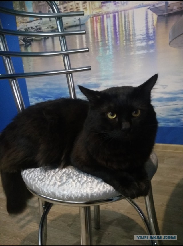 Котовторник. Мои котейки