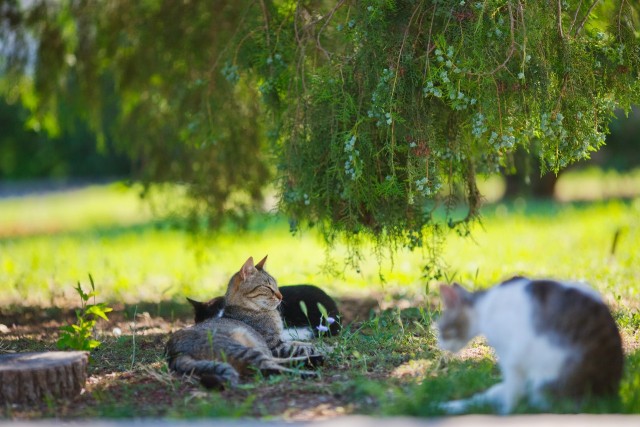 Котовторнику быть!