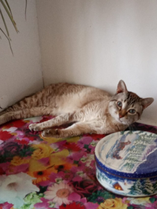 Хоба! Котовторник!