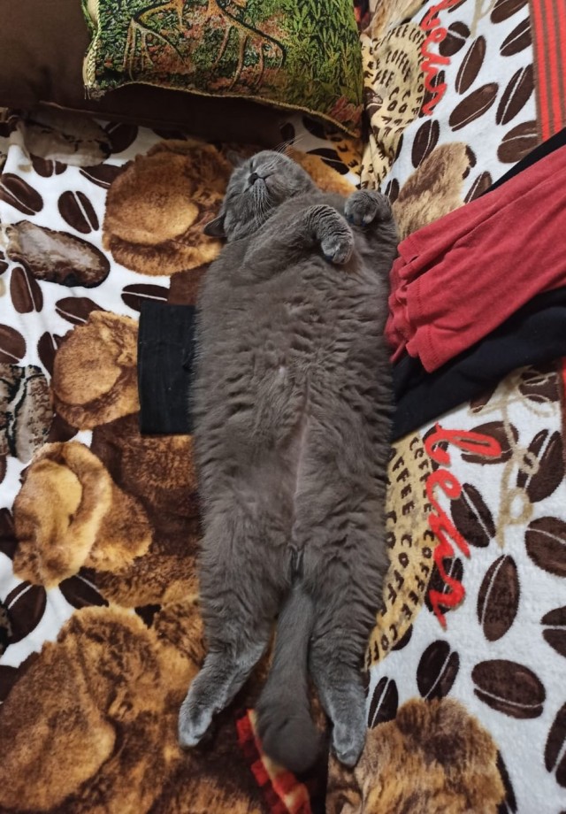 Котовторник 05.10.21 г