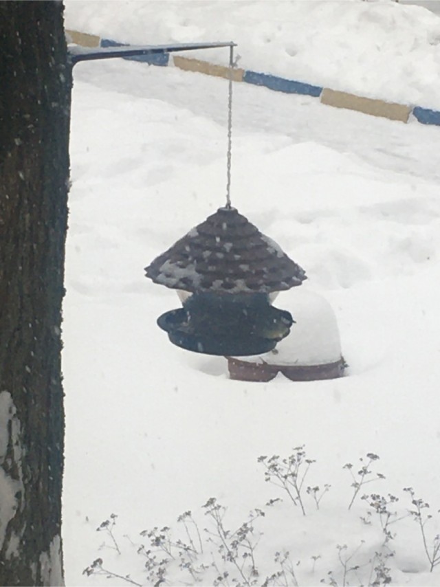 Голуби СТОП!