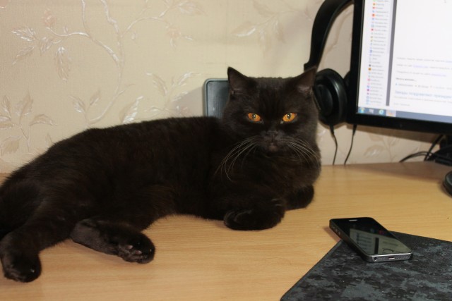 Котовторнику быть