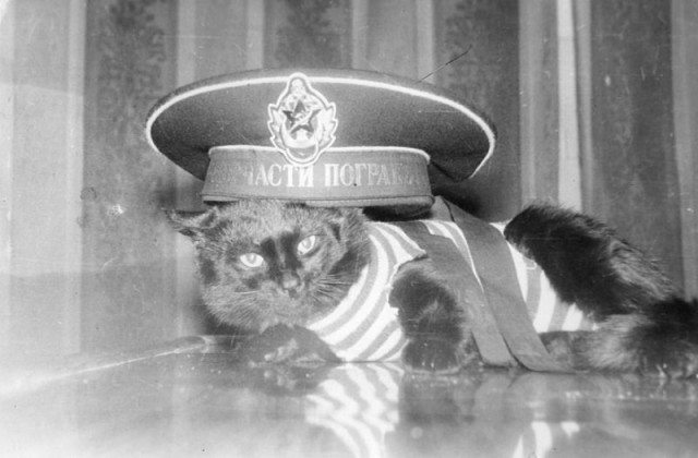 Друзья моряков: почему корабельных котов считают полноправными членами экипажа