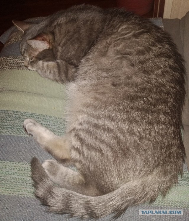 Долой политику, ура котикам!