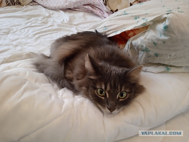 Котовторник 1.11.22