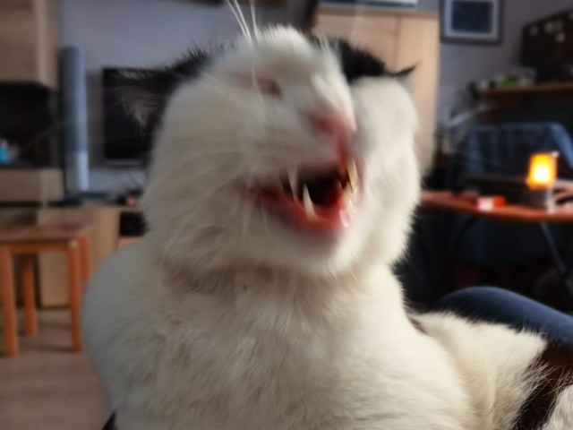 Котовторник 17.01.23