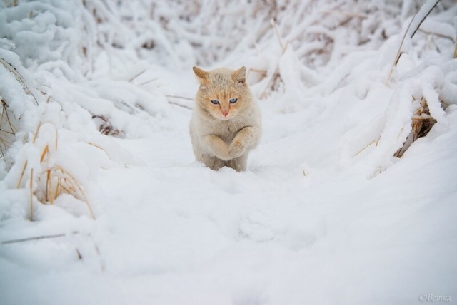 Знакомьтесь, Рыся
