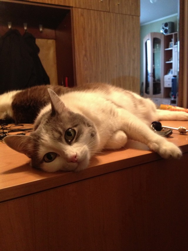 Котовторник 09.04.2013