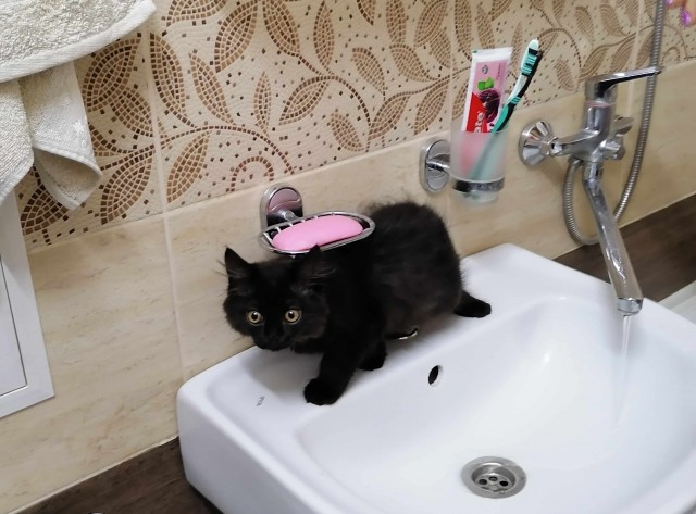 Знакомьтесь, это моя кошечка, зовут Япа