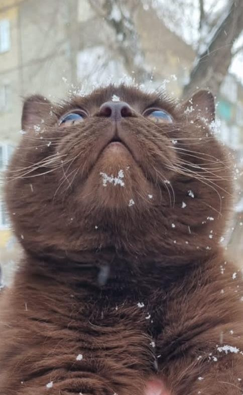 Доброго всем и котиков