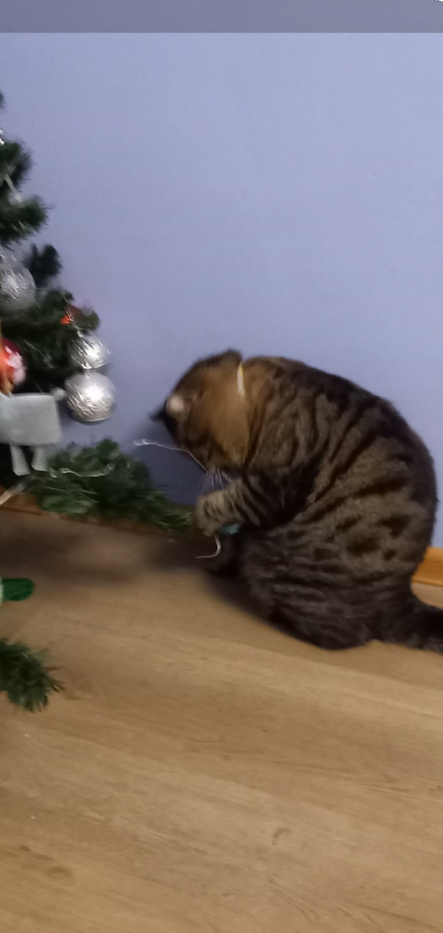 Веселая ферма: кот, который смог...