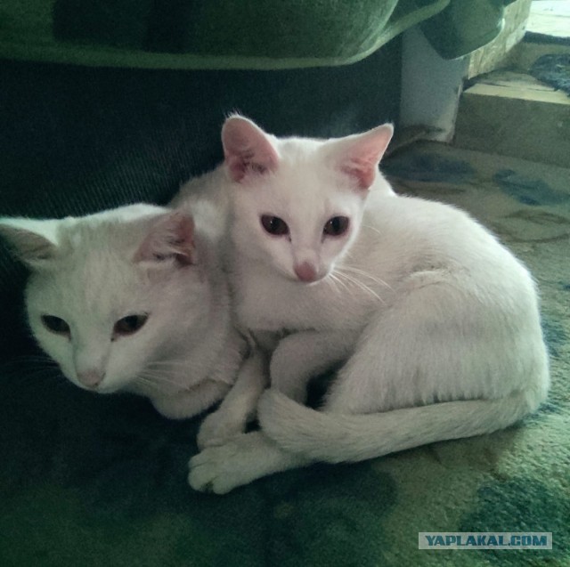 Котовторник 09.04.24