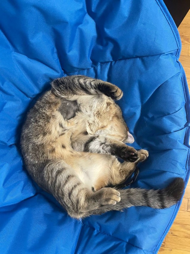 Немного моих котиков к вторнику