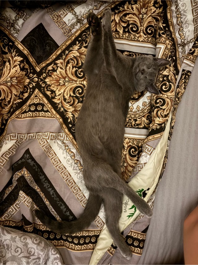 Спящий кот