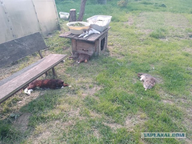 Жизнь домашнего приюта для котеек 545