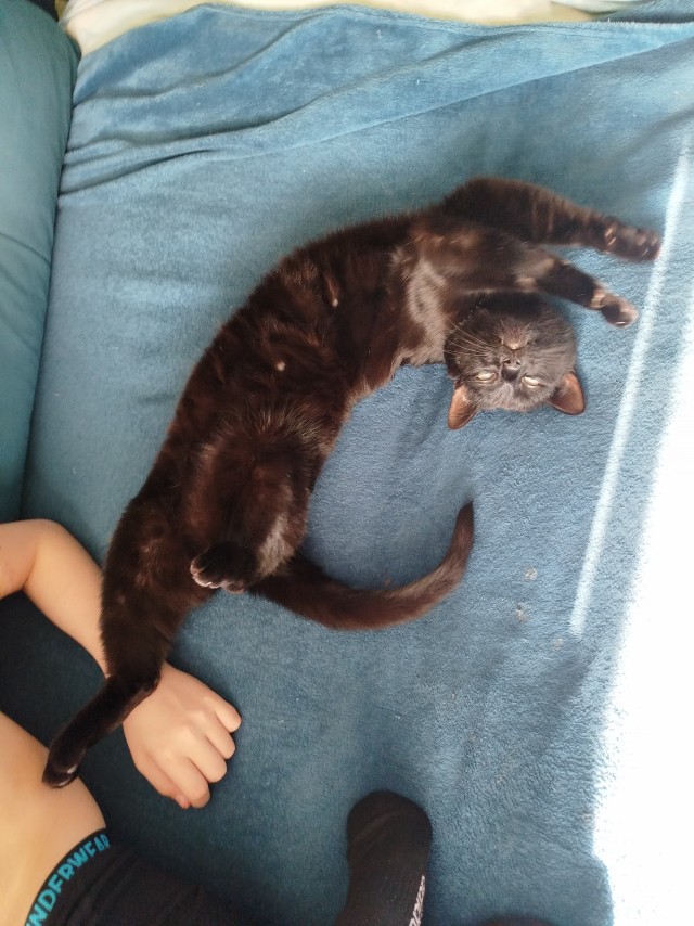 Котовторнику да
