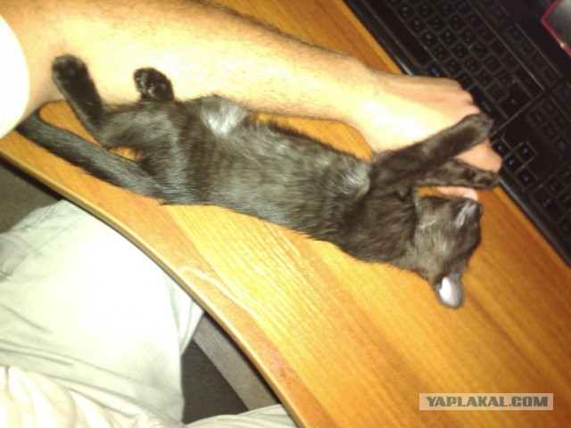 Котовторник 9.07.2013
