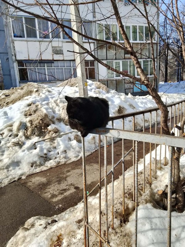 В Казани весна. И котовторник.