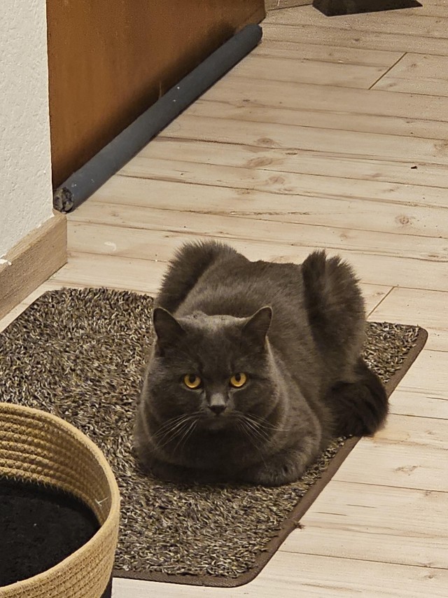 Приключения юного кота
