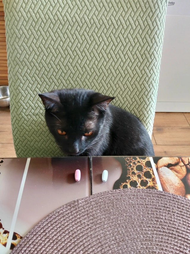 Котовторник. Зифи