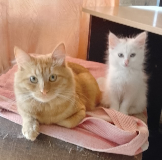 Котовторник  1 сентября