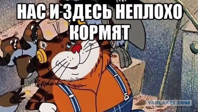 Кота Василия, который больше месяца назад пропал в аэропорту Краснодара, нашли.