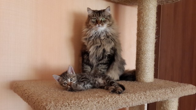 Котовторник 15.07.2014.