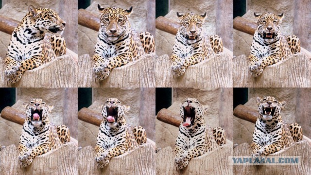 А у тебя есть фото твоей зевающей котейки ?