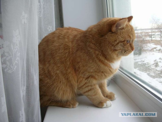 Котовторник 11.11.2014