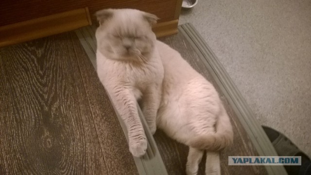 Котовторник
