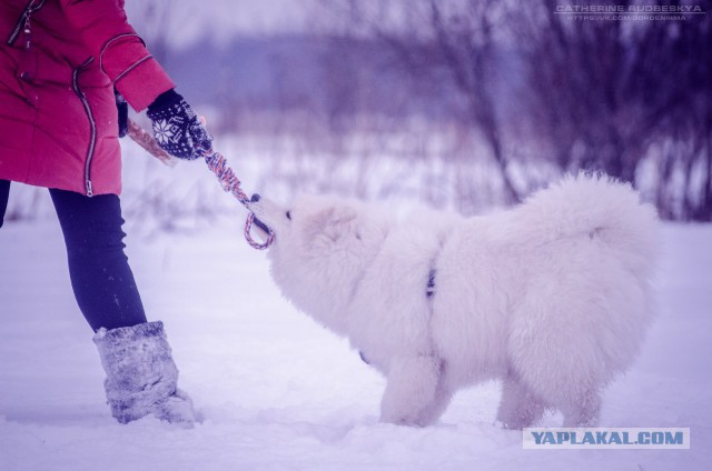 Самоедская лайка