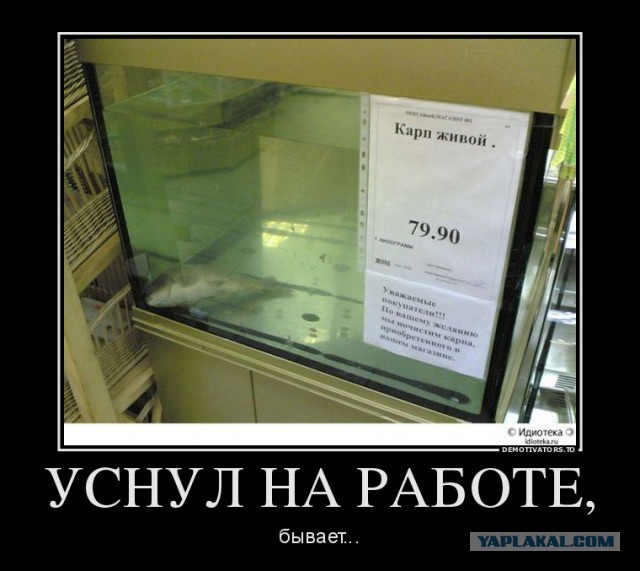 Продавщица сказала они просто отдыхают