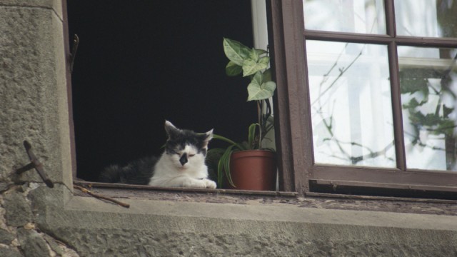 Котовторник 20.10.2015