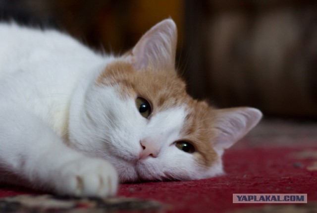 Котовторник 26.01.2016