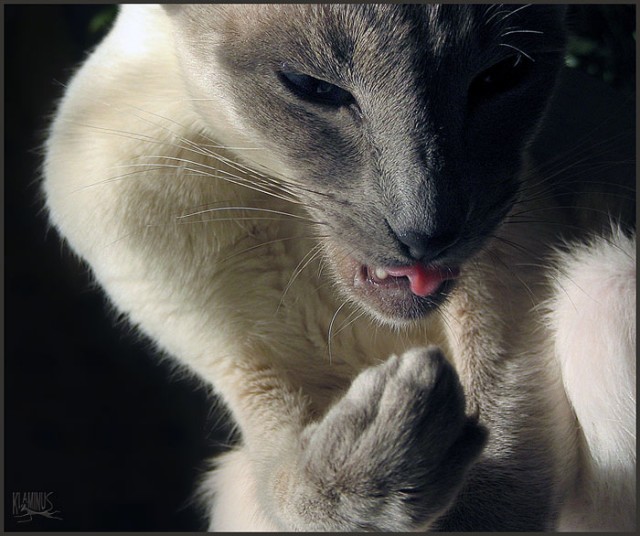 Коты, кошки, котята