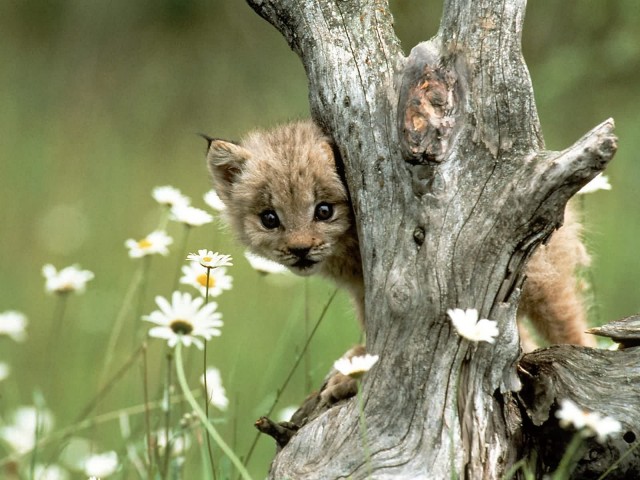 Большие коты!