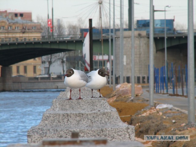 Каких птиц вы видите в городе?